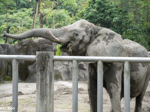 大象也有上課時間！臺北市立動物園邀民眾認識非洲象訓練與行為豐富化